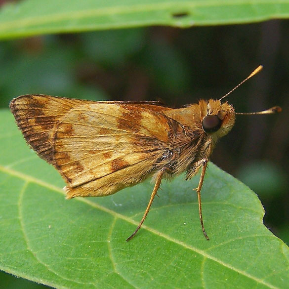 Zabulon Skipper