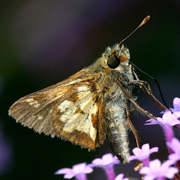 Peck's Skipper