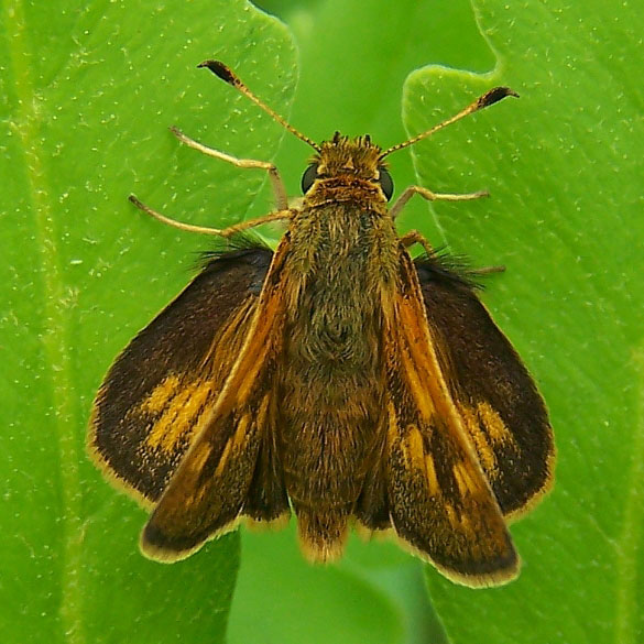 Peck's Skipper