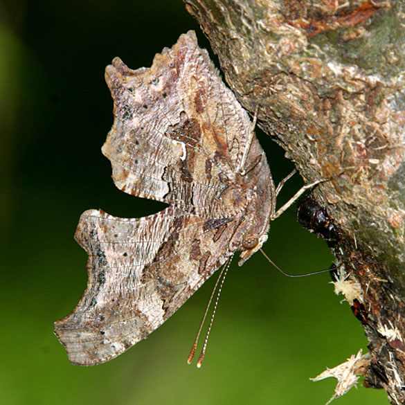 Eastern Comma