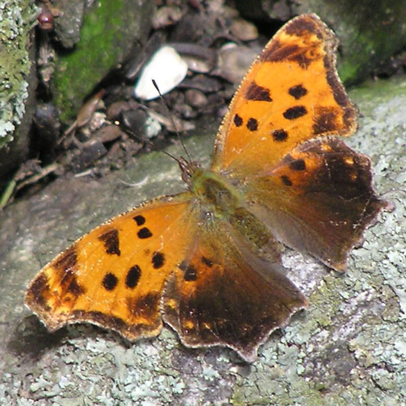Eastern Comma