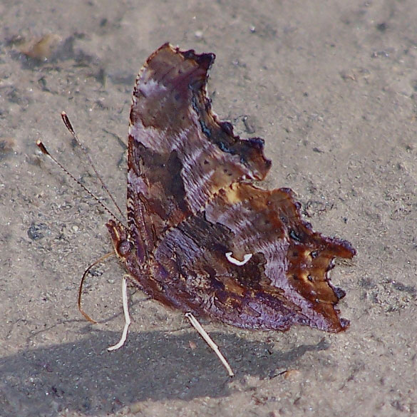 Eastern Comma