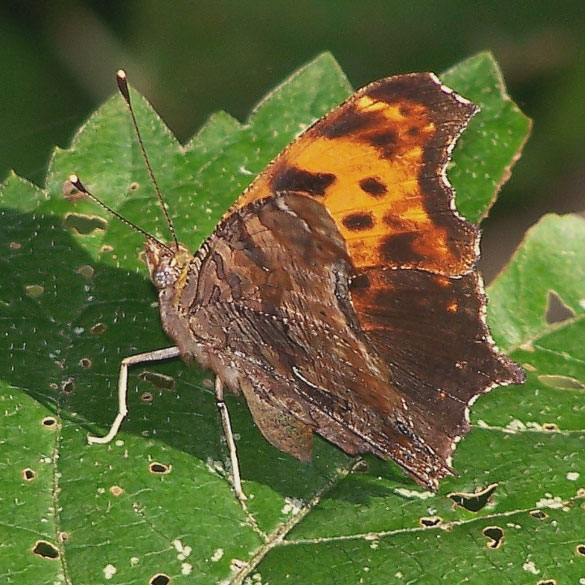 Eastern Comma