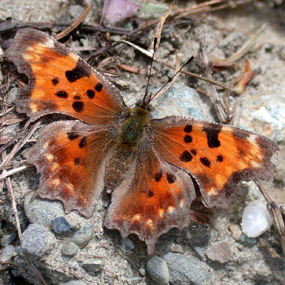 Green Comma