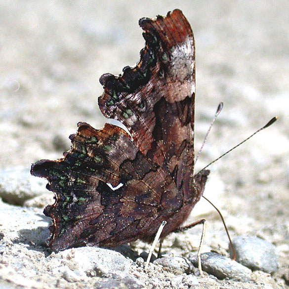 Green Comma