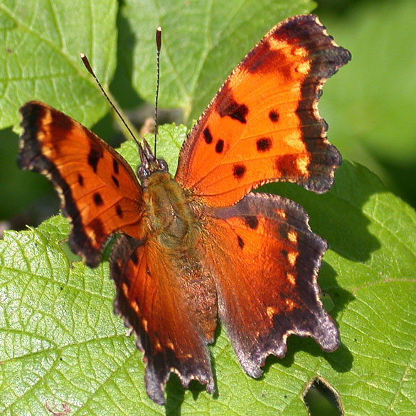Gray Comma