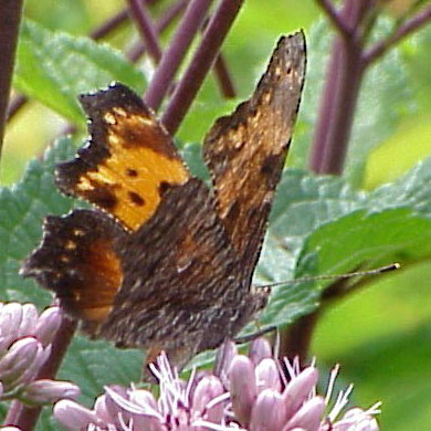 Gray Comma