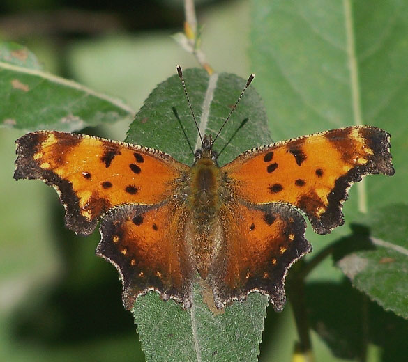 Gray Comma