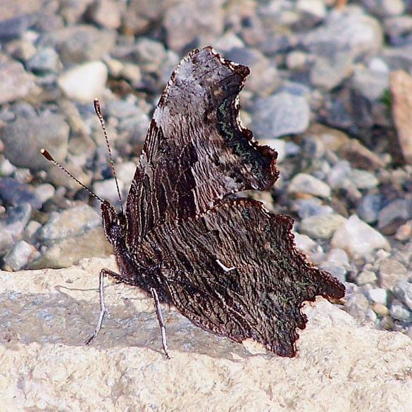 Gray Comma