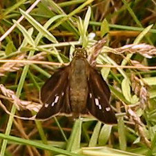 Little Glassywing