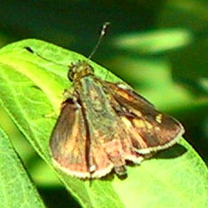 Little Glassywing
