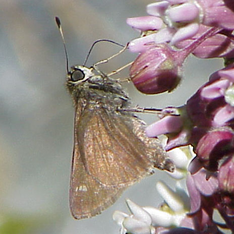 Little Glassywing