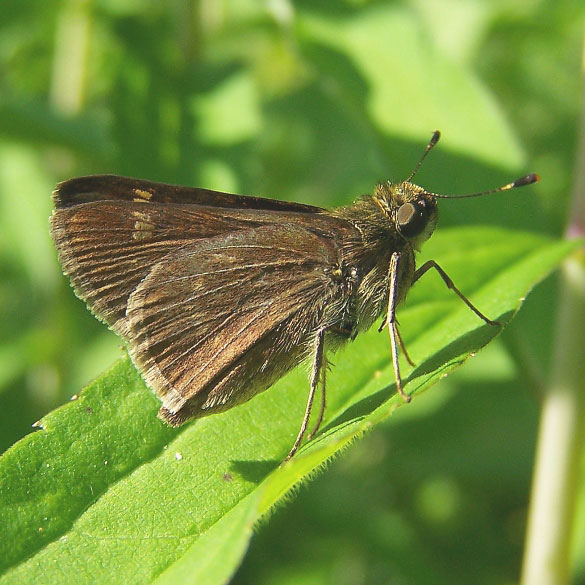 Little Glassywing