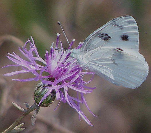 Checkered White