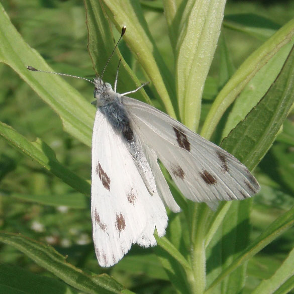 Checkered White