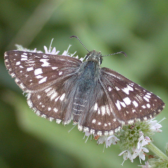 Common Checkered Skipper