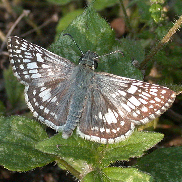 Common Checkered Skipper