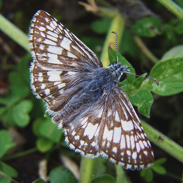 Common Checkered Skipper