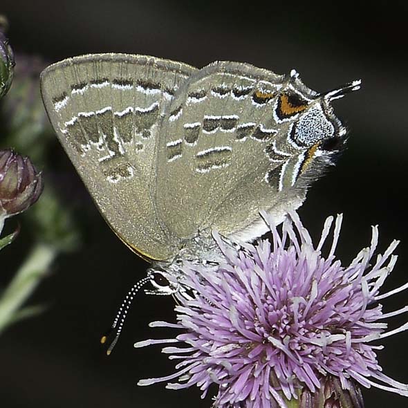 Banded Hairstreak