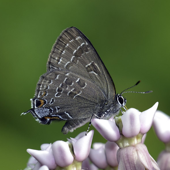 Hickory Hairstreak