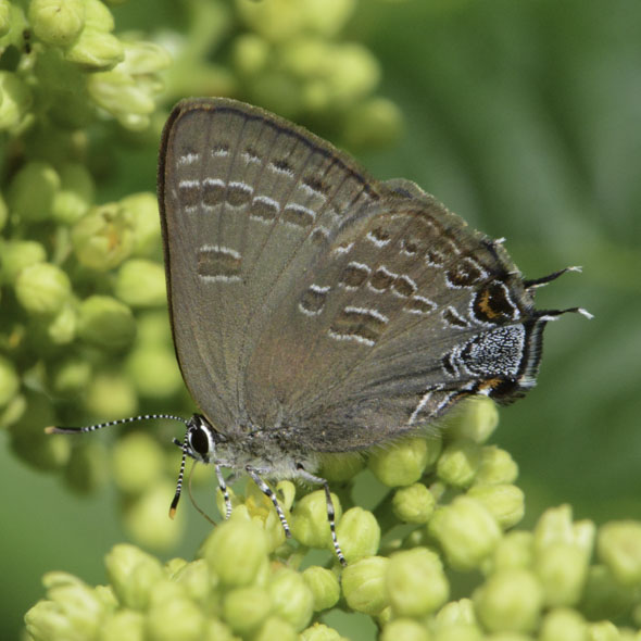 Hickory Hairstreak