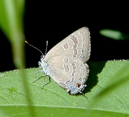 Hickory Hairstreak