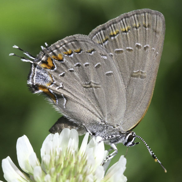 Edwards' Hairstreak