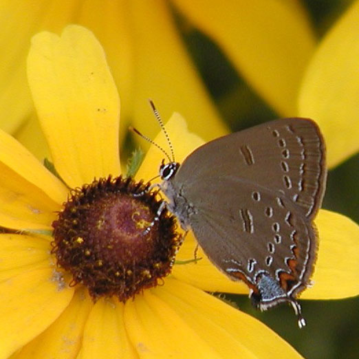 Edwards' Hairstreak
