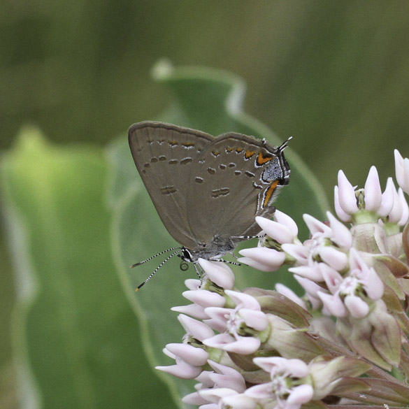 Edwards' Hairstreak