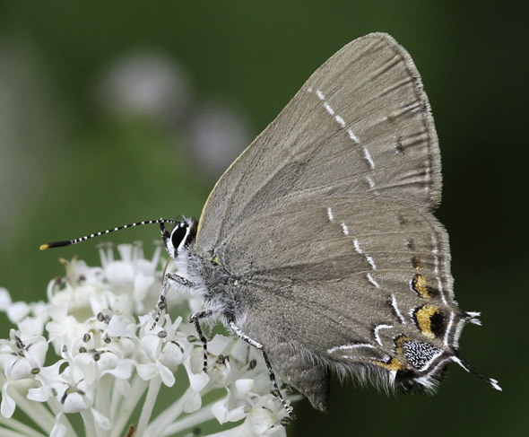 Oak Hairstreak