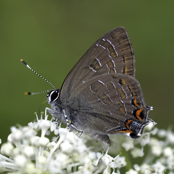 Striped Hairstreak