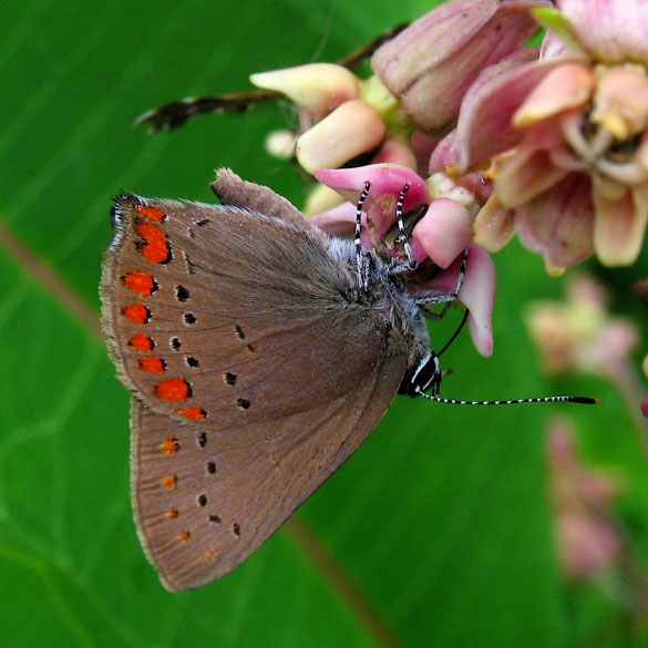 Coral Hairstreak