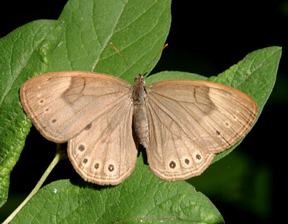 Appalachian Brown