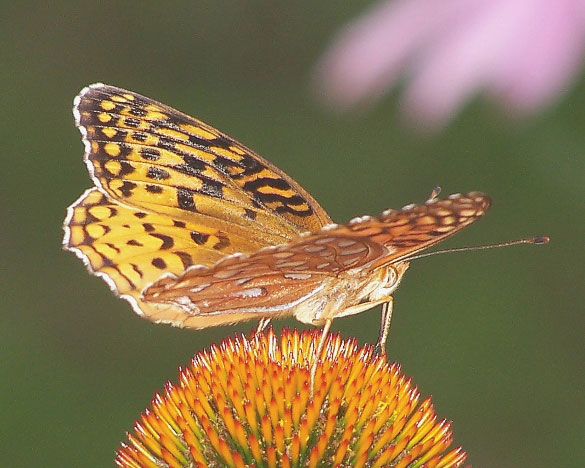 Aphrodite Fritillary
