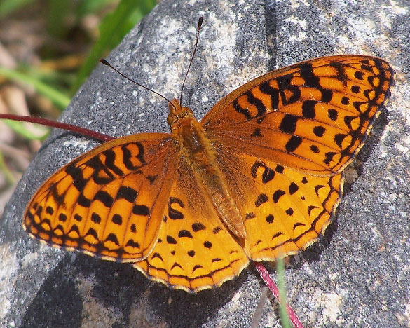 Aphrodite Fritillary