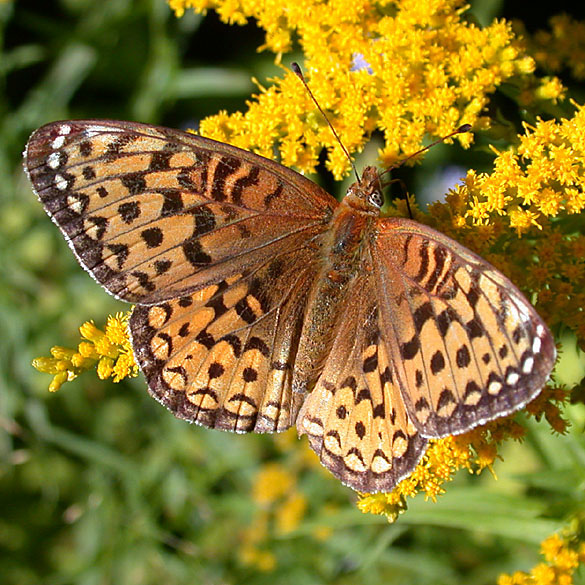 Atlantis Fritillary