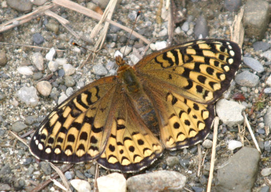 Atlantis Fritillary