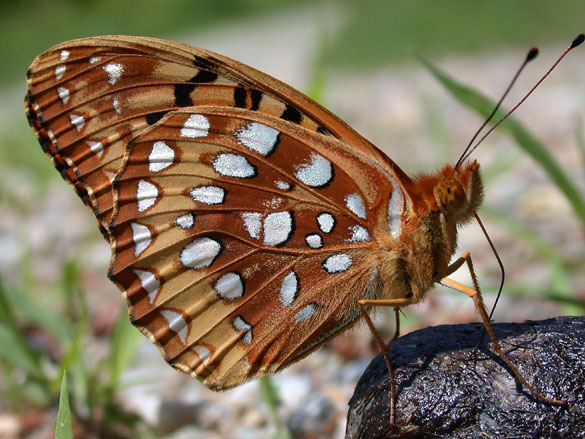 Great Spangled Fritillary