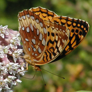 Great Spangled Fritillary