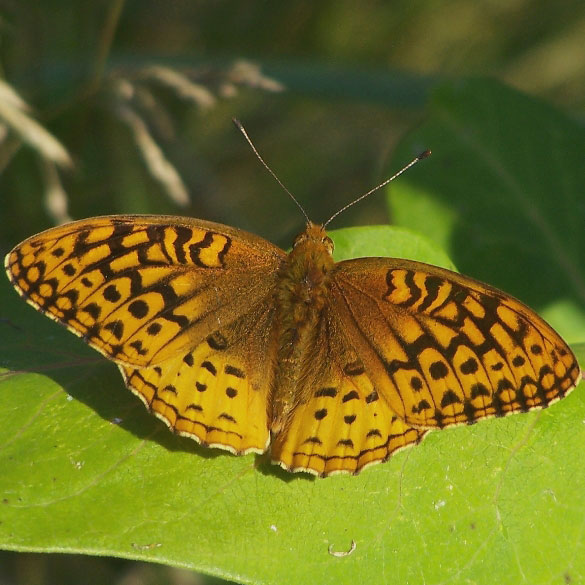 Great Spangled Fritillary