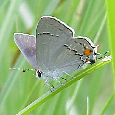 Gray Hairstreak