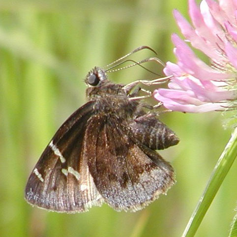 Southern Cloudywing
