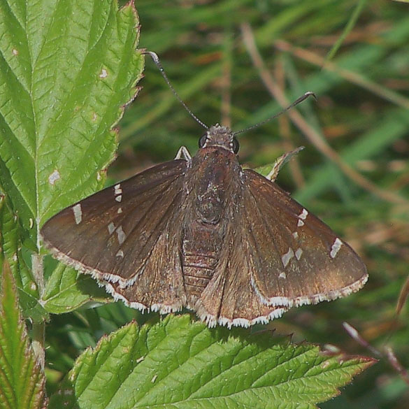 Southern Cloudywing