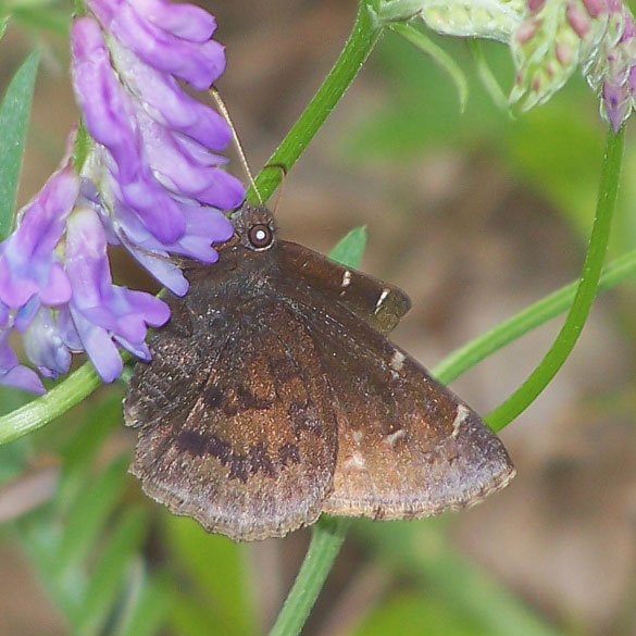 Northern Cloudywing