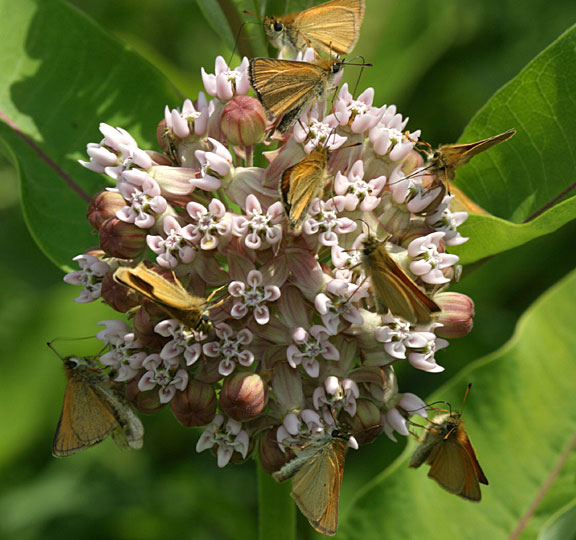 European Skipper