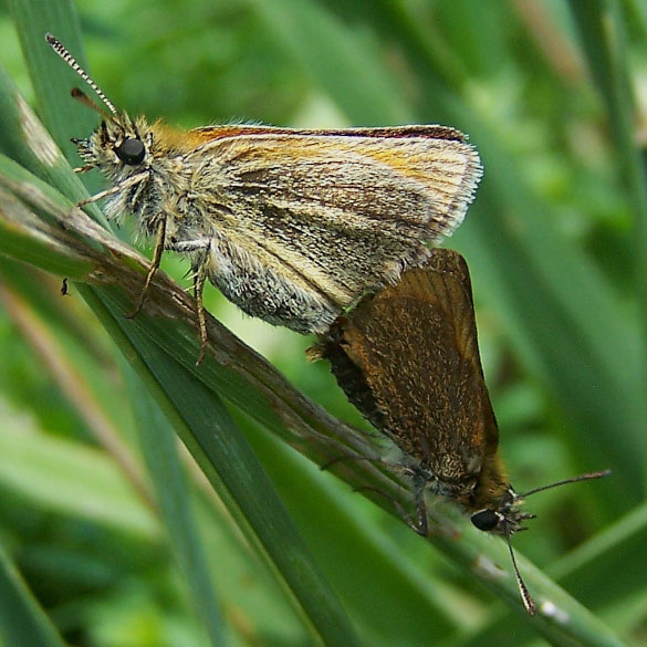 European Skipper