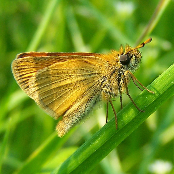 European Skipper