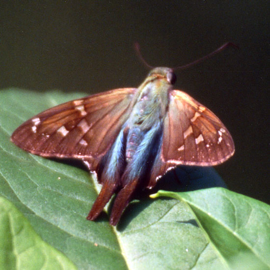 Long-tailed Skipper