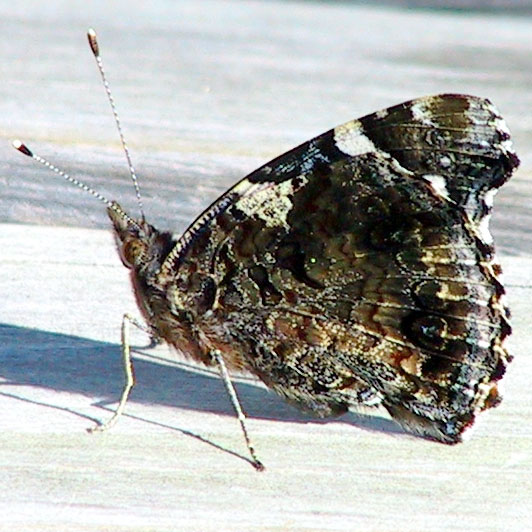 Red Admiral