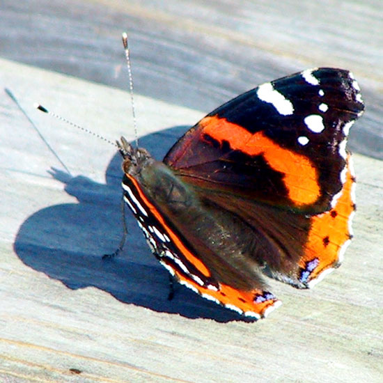 Red Admiral